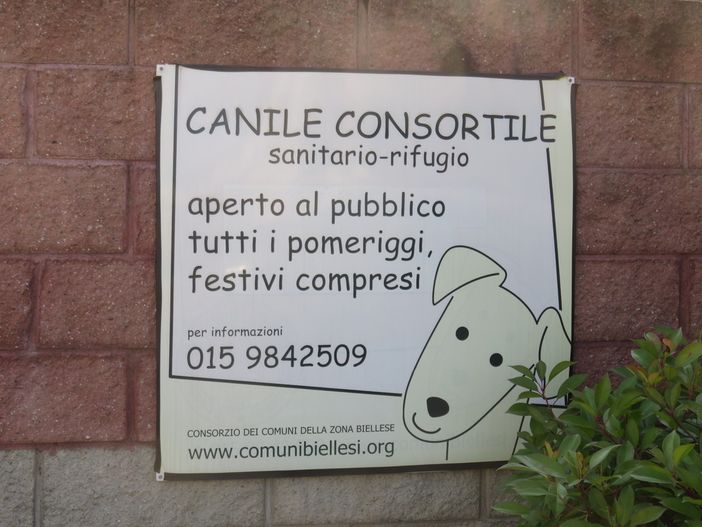 Video adozioni dal canile di Cossato, ecco chi cerca una famiglia