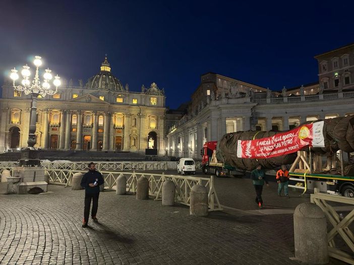 Domani l'accensione dell'albero a Roma donato dal Piemonte a Papa Francesco Domani l'accensione dell'albero a Roma donato dal Piemonte a Papa Francesco