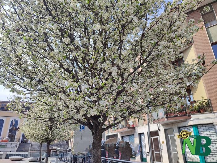 primavera biella primavera biella