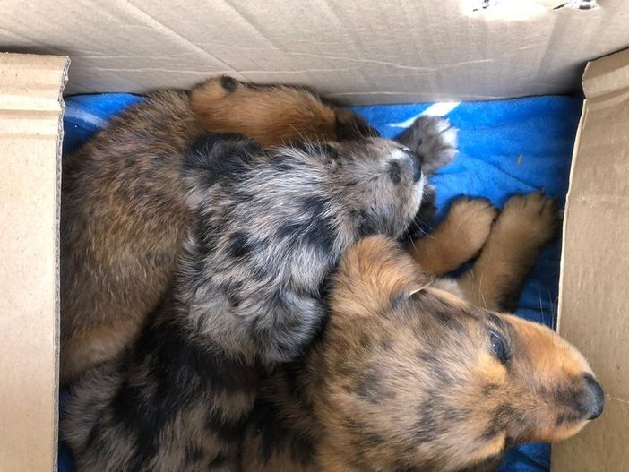 animali persone animali persone