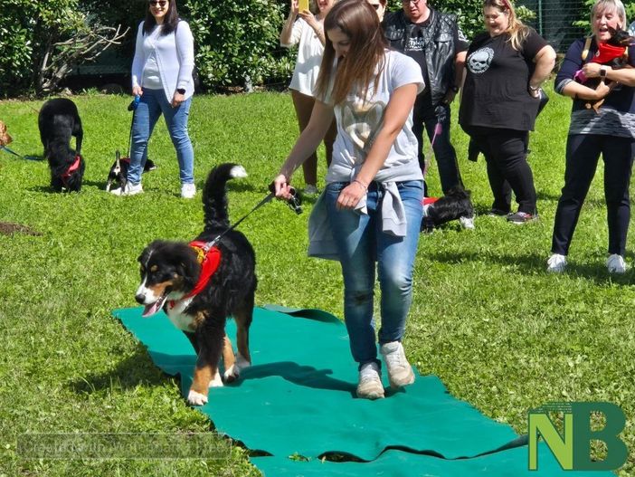 Piccoli "giudici" per decretare il cane più simpatico alla festa del Villaggio Trossi - Foto e Video Rasolo per newsbiella.it