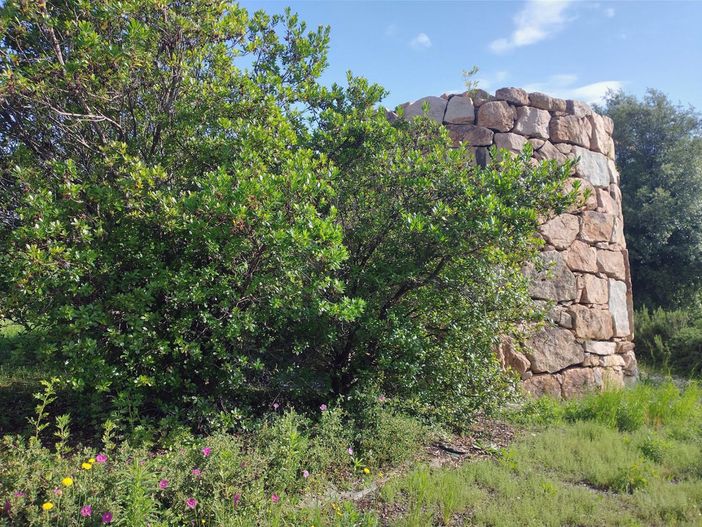 Biella,“Nuraghe Chervu” in fiore tra lidone/corbezzolo e mudeju/cisto. Biella,“Nuraghe Chervu” in fiore tra lidone/corbezzolo e mudeju/cisto.