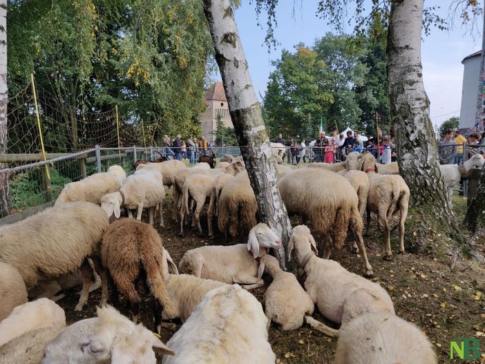Perchè la Festa della Lana non si farà? La Proloco risponde con un comunicato