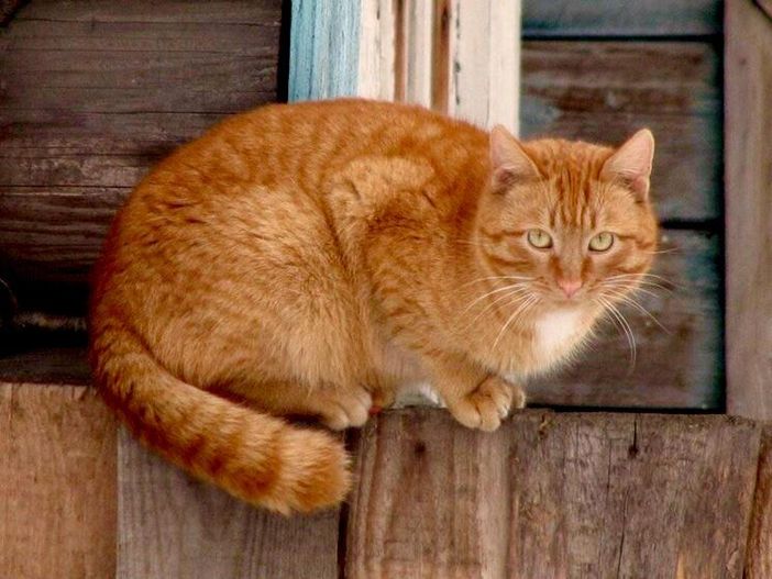 Ronco Biellese: rinvenuto un gatto morto per avvelenamento, foto archivio Ronco Biellese: rinvenuto un gatto morto per avvelenamento, foto archivio