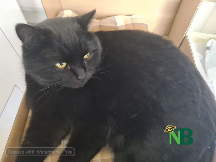 Il Comune di Salussola è animal friendly, Nerone ospite dell'amministrazione