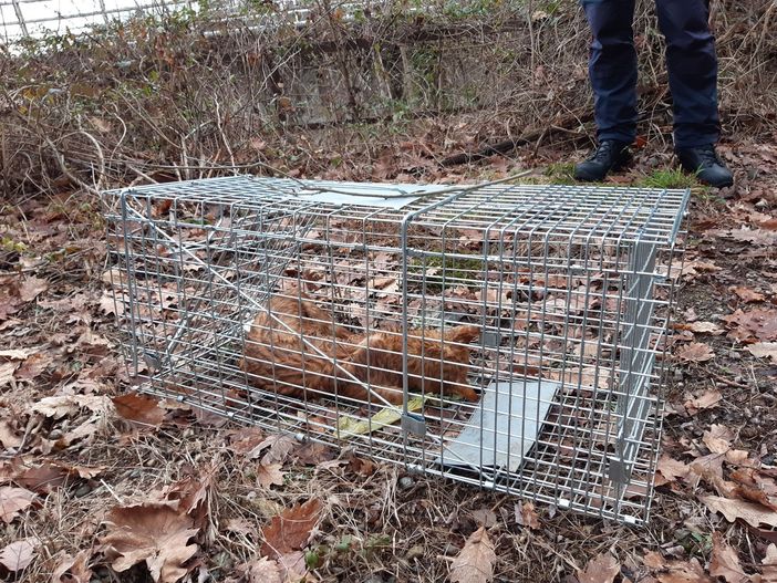 Crudele morte per un gatto intrappolato in una gabbia a scatto sul sentiero lungo il Rio Osteria Crudele morte per un gatto intrappolato in una gabbia a scatto sul sentiero lungo il Rio Osteria
