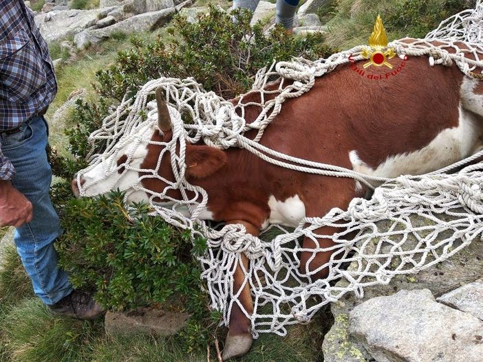 Mucca scivola per una decina di metri, recuperata dai Vigili del Fuoco Mucca scivola per una decina di metri, recuperata dai Vigili del Fuoco