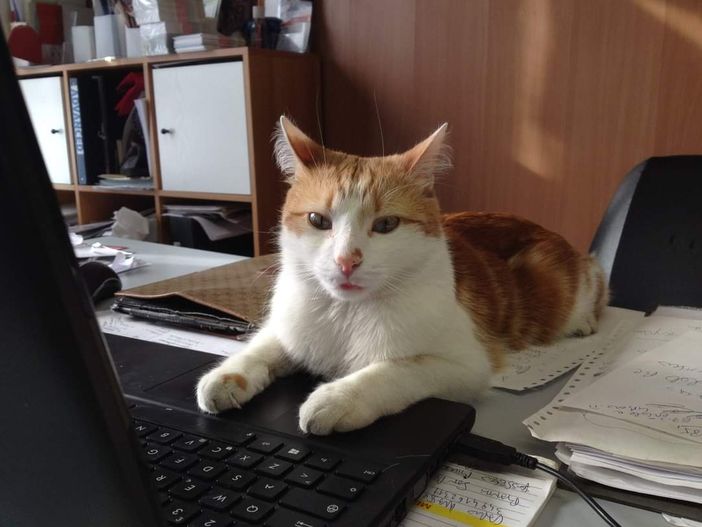 Il nostro piccolo Nano