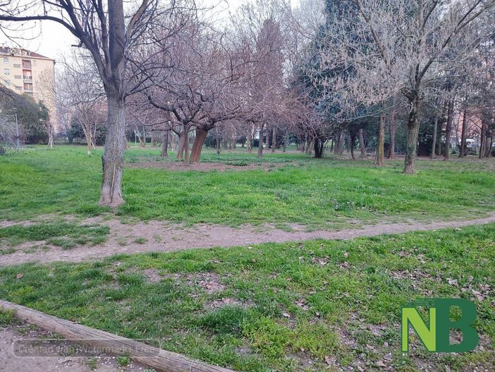 Parco della Rovere, previsto l'abbattimento di 40 alberi malati