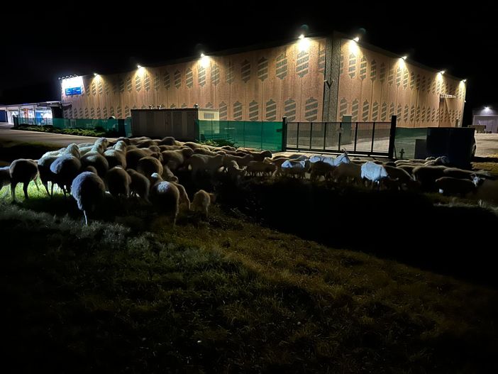 Animali in strada nella notte: recuperati con l'intervento dei Carabinieri e del sindaco di Ponderano, foto Roberto Locca