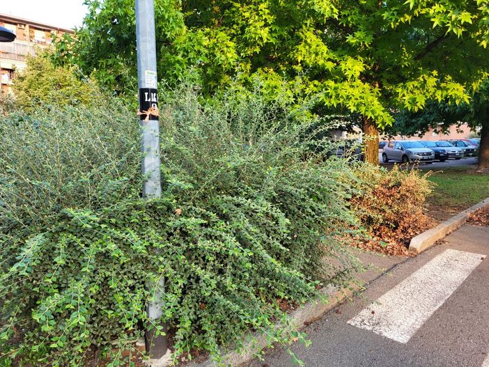 Piazza Lombardia al Villaggio La Marmora a Biella trascurata, la segnalazione di un lettore Piazza Lombardia al Villaggio La Marmora a Biella trascurata, la segnalazione di un lettore