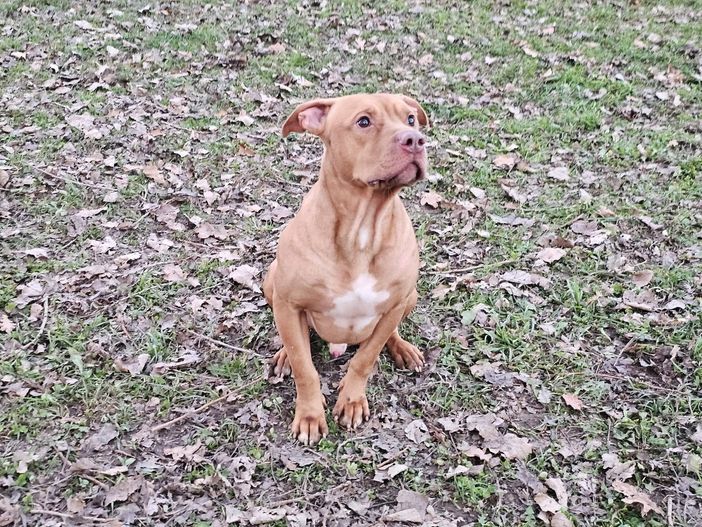 Scodinzolando con Flo, un appello per Roy FOTO Scodinzolando con Flo, un appello per Roy FOTO