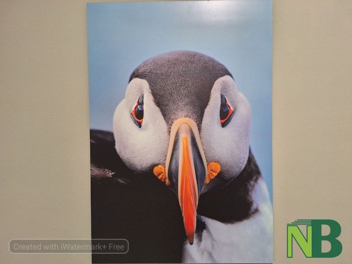 Biella: Selvatica arte e natura Festival. La mostra fotografica - Foto Nicola Rasolo