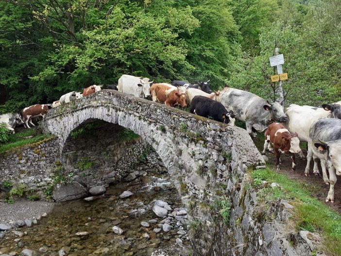 transumando valsessera