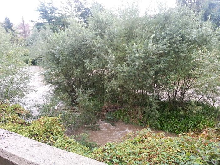 Iniziata la pulizia del torrente Strona Iniziata la pulizia del torrente Strona