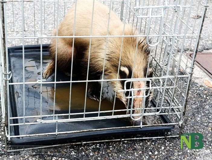 Candelo, recuperato un tasso bloccato in un tombino: l'intervento in via dei Campi - Servizio di Mattia Baù per newsbiella.it