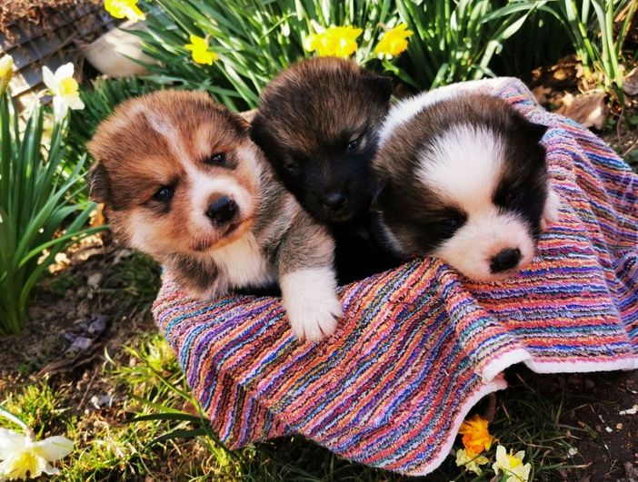 Dolcissimi cuccioli cercano casa