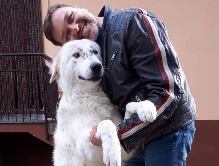 Zanna, il Maremmano dal cuore d'oro: dopo gli sfregi dell'acido sul muso giunge a Biella. Adottatelo