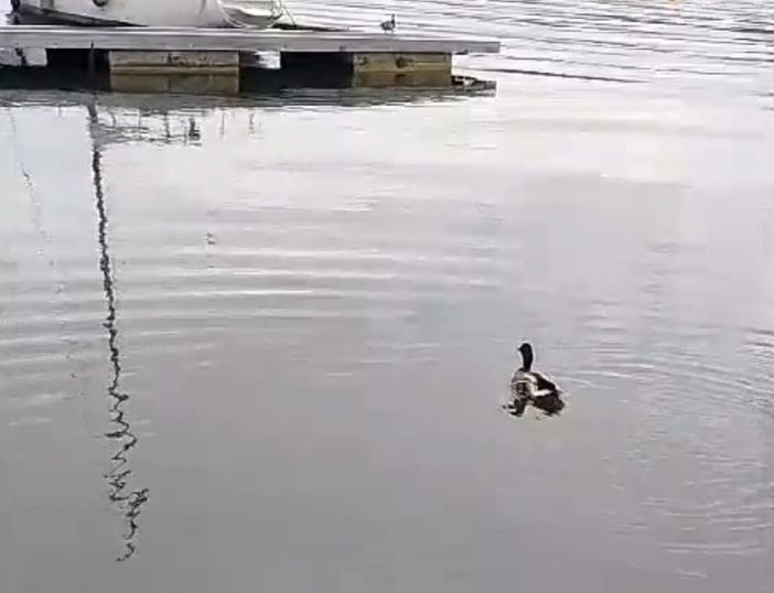 Liberato a Viverone un germano reale recuperato a Ponzone Liberato a Viverone un germano reale recuperato a Ponzone