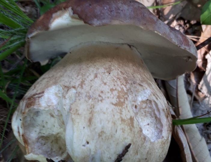"Fungiat" avvisati: ecco un Porcino di tutto rispetto appena raccolto FOTO