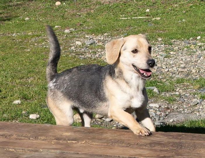 Ci sono tanti cani ma ci sono anche io Rocky! mi porti a casa con te?