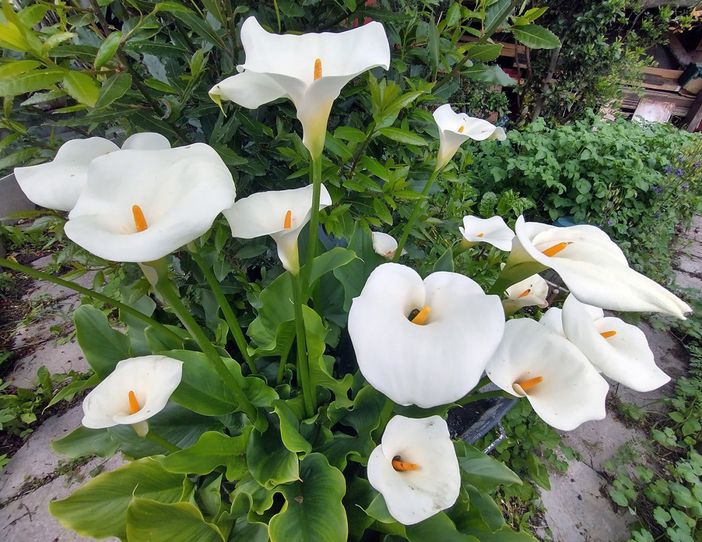 Nell’immagine, Zantedeschia aethiopica. Nome italiano: Calla, Giore della pace, Giglio del Nilo Nome sardo: Calla, Trumbas