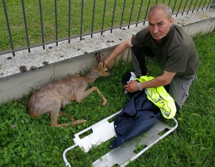 Brusnengo: Capriolo ferito recuperato da Carabinieri e Protezione Civile