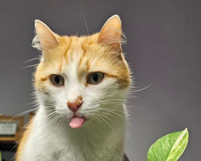 8 agosto, oggi è la Giornata mondiale del gatto! Miao!!!!! qualche curiosità.....