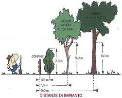 Il rispetto delle distanze dai confini quando si piantano alberi Il rispetto delle distanze dai confini quando si piantano alberi
