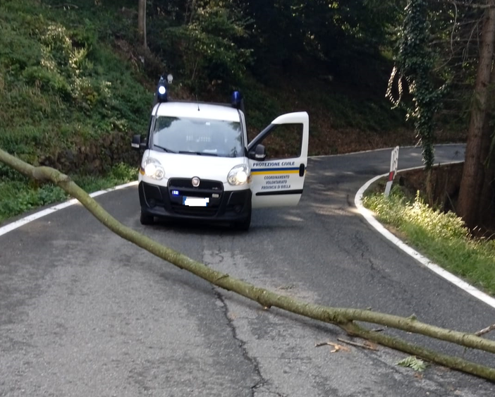 albero protezione civile albero protezione civile
