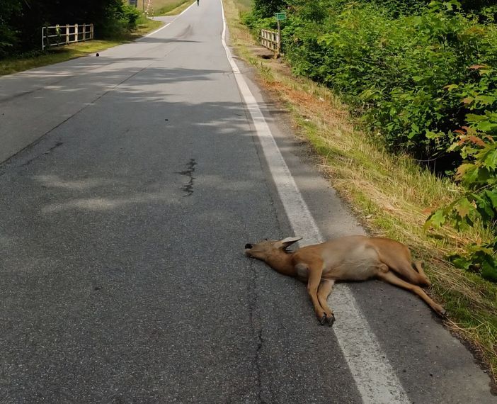 Investito un capriolo a Castellengo: lo abbandonano sulla carreggiata.