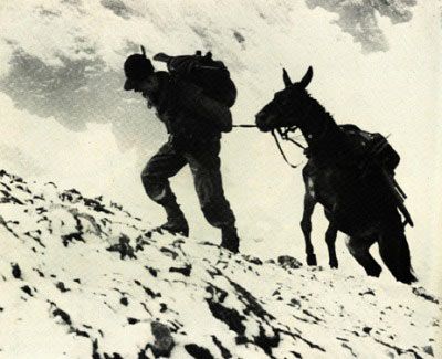 Alpini e muli, un legame profondo e indissolubile