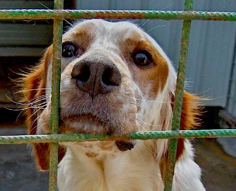 Sono quattro i cani morti a Ponderano Sono quattro i cani morti a Ponderano