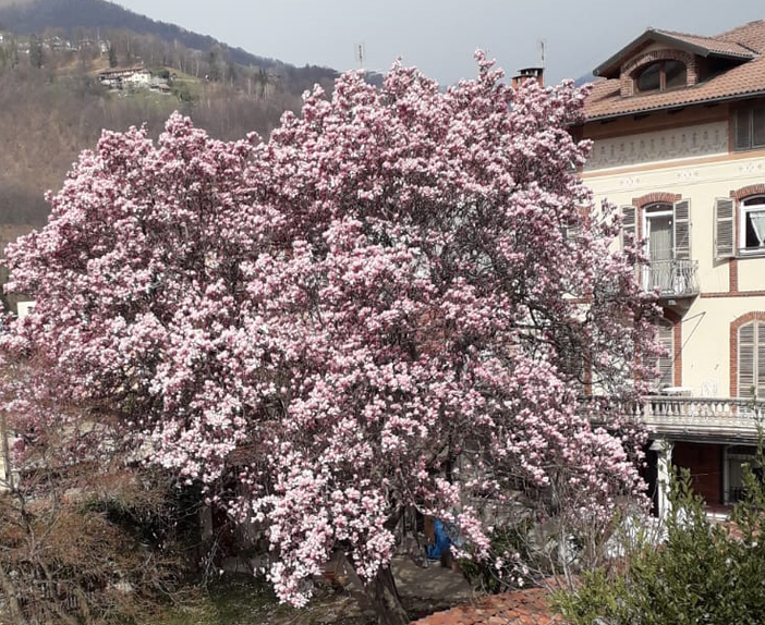 magnolia scatto