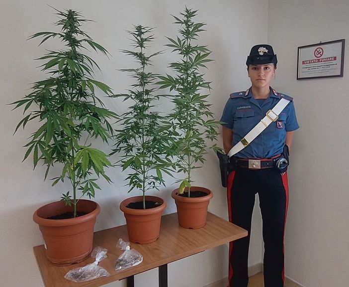 Coltiva Marjuana in balcone, denunciato 18ennedi Cavaglià Coltiva Marjuana in balcone, denunciato 18ennedi Cavaglià