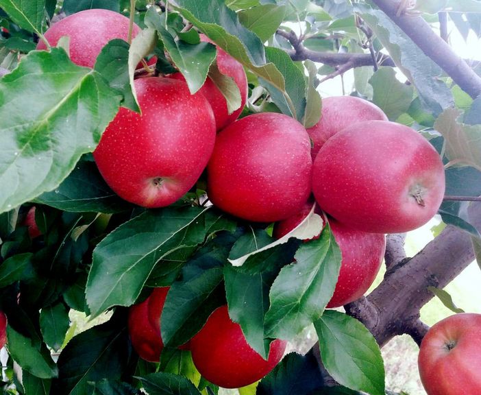 Questa settimana per la serie “Le Ricette del Il Meleto Cascina Imperolo”, per voi uno prelibato risotto di mele e zafferano