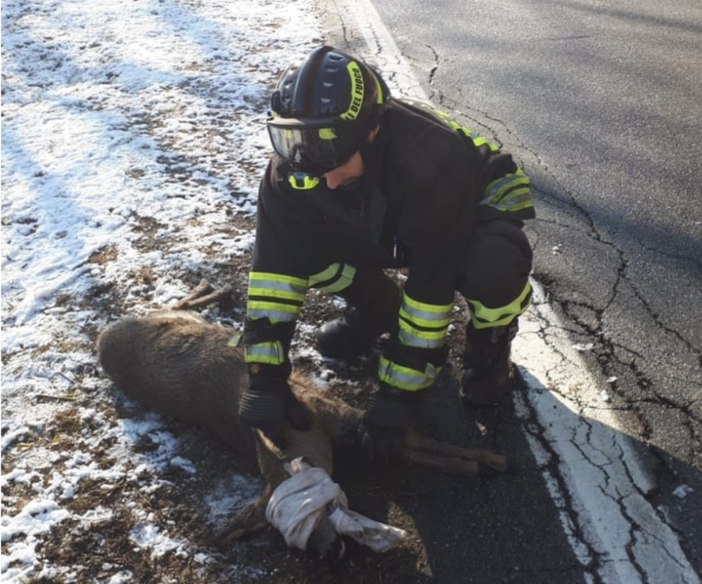 vigili fuoco capriolo