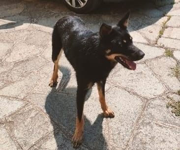 Morfeo si è perso a Cossato, l'appello dei proprietari: "Chi lo vede ci contatti" Morfeo si è perso a Cossato, l'appello dei proprietari: "Chi lo vede ci contatti"