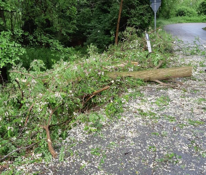 Danni da maltempo, piante pericolanti a Bioglio e Valdilana