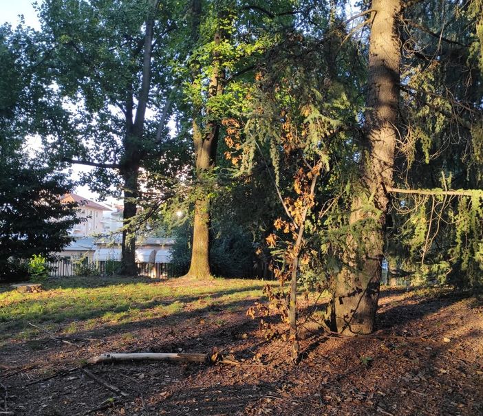 Furia, Pd Biella: "Agli Arequipa sfiorato l'incidente, disponibili sederci a un tavolo per rivedere piano manutenzione verde" Furia, Pd Biella: "Agli Arequipa sfiorato l'incidente, disponibili sederci a un tavolo per rivedere piano manutenzione verde"