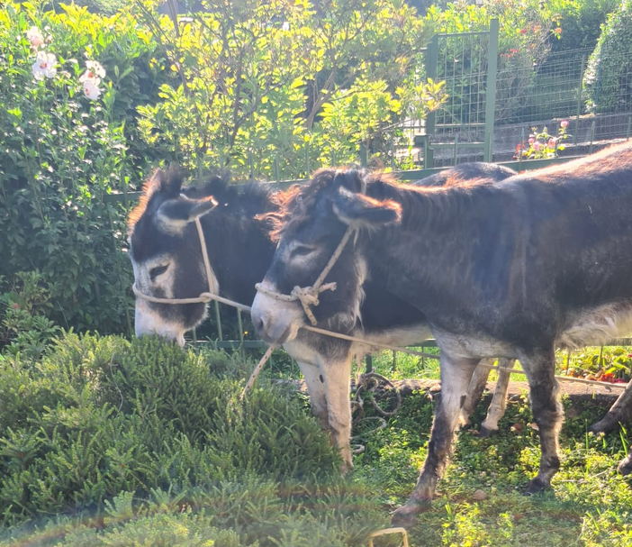 asinelli occhieppo asinelli occhieppo