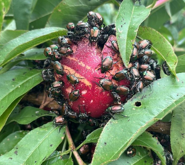 Biella invasa dalla Popillia japonica: cosa fare