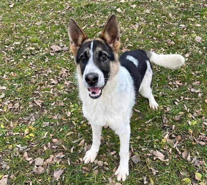 Rex ha bisogno di tutti noi, l'appello dell'Associazione Scodinzolando con Flo' ETS