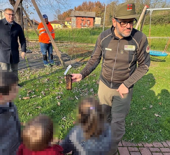 albero massazza albero massazza