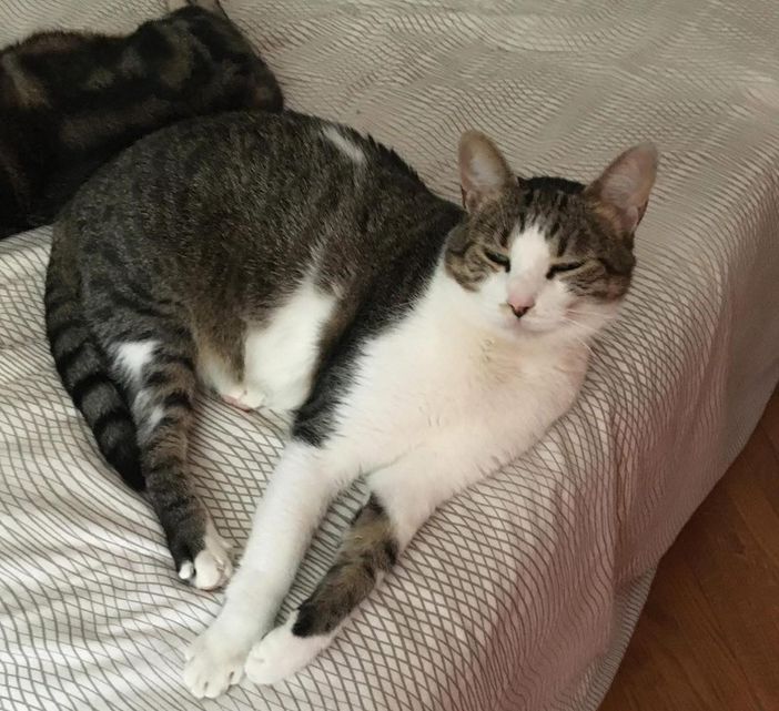 Merlino è tornato a casa: scomparso a Biella, ritrovato dopo due settimane