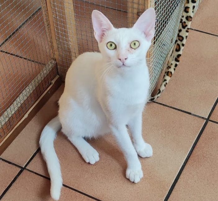 Adozioni Gattopoli made in biella odv