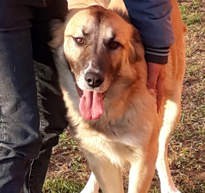 Appello urgente per Orso