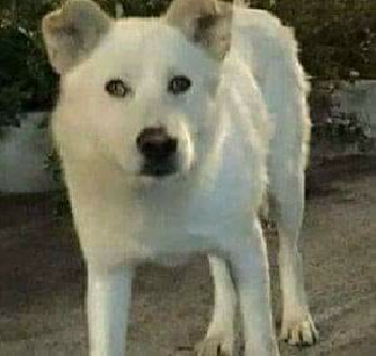 A Biella un’area in ricordo di Angelo, il cane torturato e ucciso