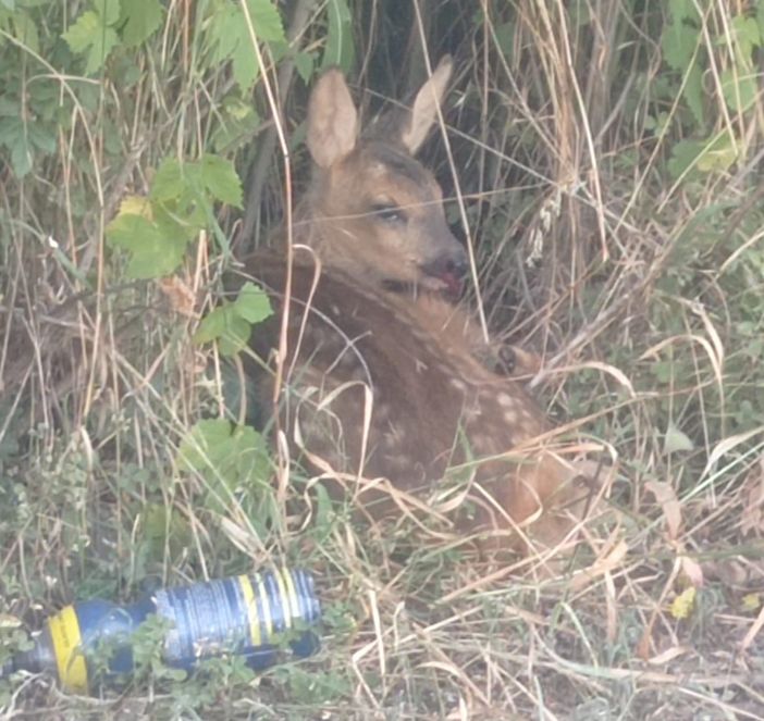 Attenzione allo sfalcio: tra l’erba alta possono nascondersi cuccioli di capriolo