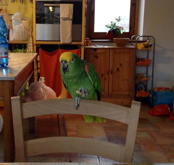 Il pappagallo Pancho Il pappagallo Pancho